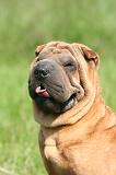 SHAR-PEI 937